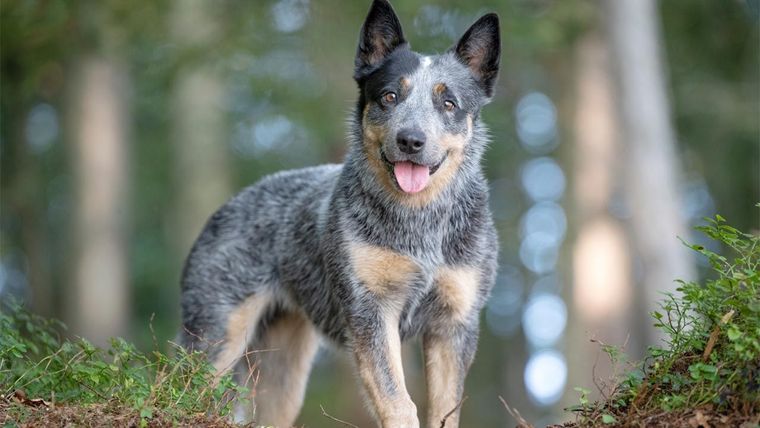La raza de perro que querrás conocer Foto: Archivo