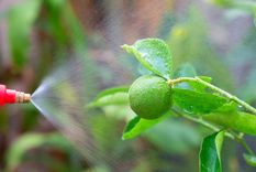 Jardineros recomiendan este truco casero como alternativa natural para proteger los cítricos. Foto: Shutterstock