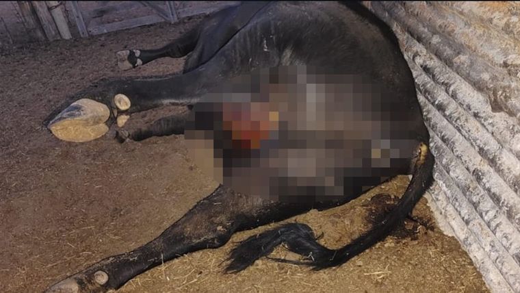 Vaca mutilada en General Alvear Vaca mutilada en General Alvear