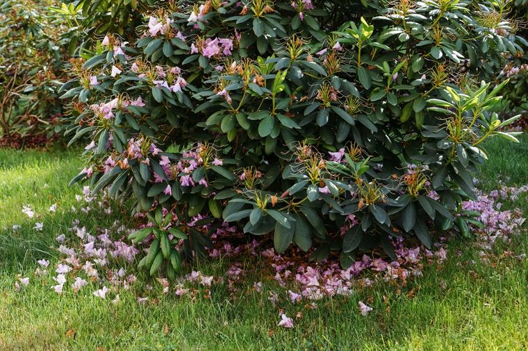 La planta que puede dar vida al jardín. La planta que puede dar vida al jardín. 