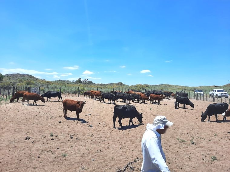 Irregular Los animales estaban en un corral, pero aparentemente nadie pudo explicar su origen.