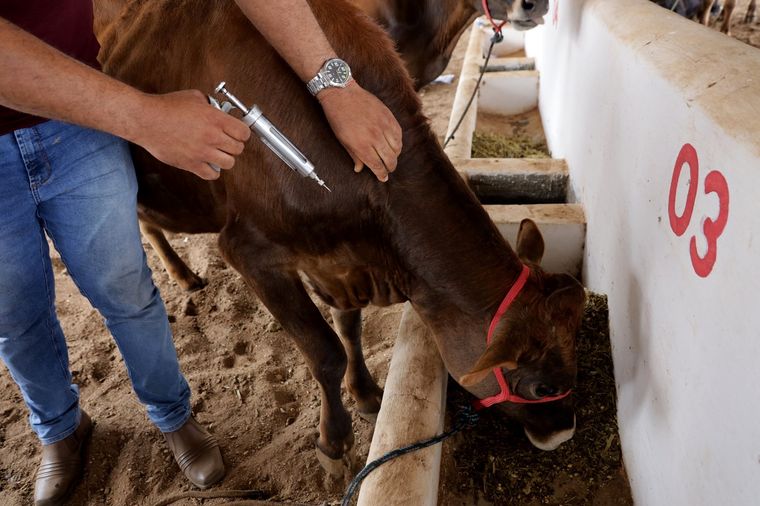 Argentina refuerza controles ante el foco de fiebre aftosa en Alemania Foto: Shutterstock