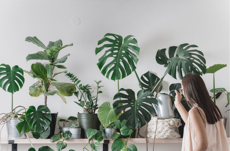 Jardinería. Los mejores consejos para tus plantas. Fuente: Archivo. Jardinería. Los mejores consejos para tus plantas. Fuente: Archivo.