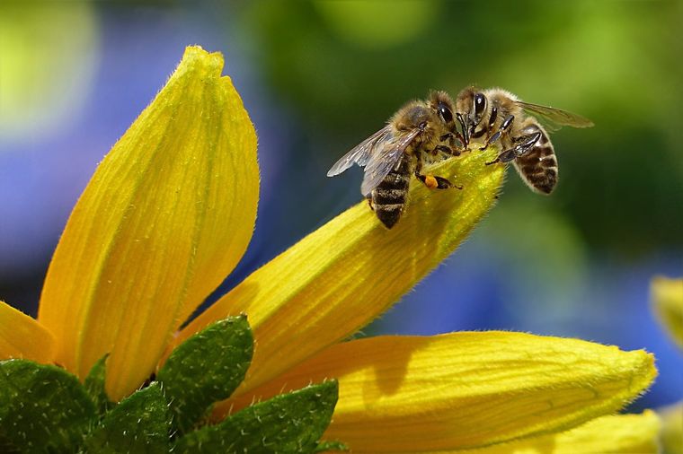La importancia de las abejas en los cultivos llevó a los investigadores a desarrollar un método único Foto: UBA