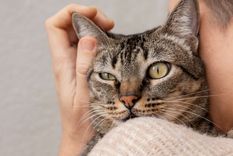 Qué significa el lamido de tu gato.