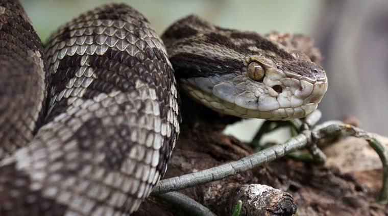 serpiente Un sueño inquietante. Foto: shutterstock.com