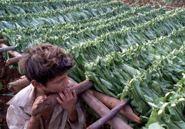 Más de 100 millones de niños trabajan en la agricultura. Foto: web