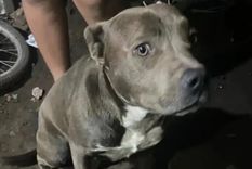 Un niño de 2 años fue hallado muerto en La Plata y tenía lesiones compatibles con mordeduras de perros. Apuntan a los pitbulls de sus vecinos.  