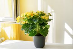 Jardín Cuidados de la begonia Foto: Shutterstock