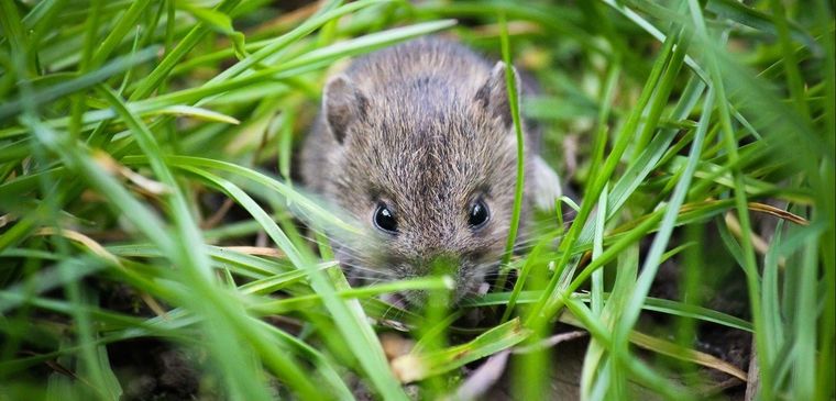 Los ratones intentan evitar los entornos donde hay plantas repelentes porque el olor de estas plantas les impide buscar alimento de manera eficiente, Foto: Pixabay - pixabay.com