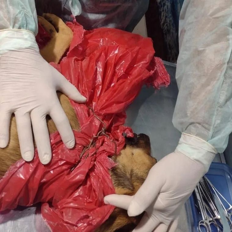 La perrita murió luego de sufrir una indignante tortura