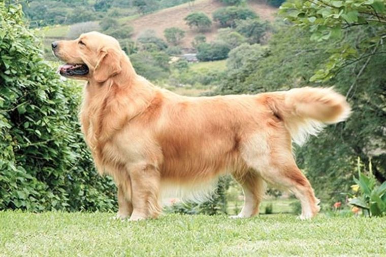El perro viral que se ganó el corazón de todos en Internet. Foto: Razas de Perros