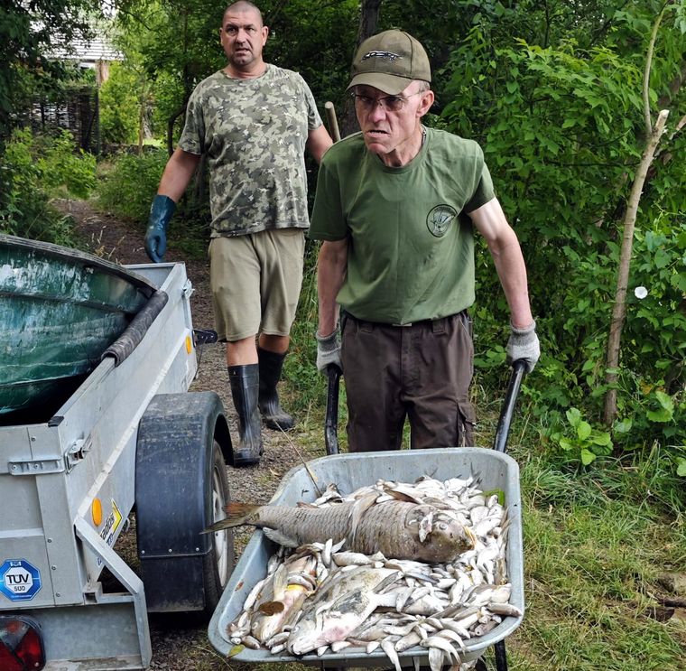 Algunos de los peces muertos por la ola de calor. Foto EFE Algunos de los peces muertos por la ola de calor. Foto EFE