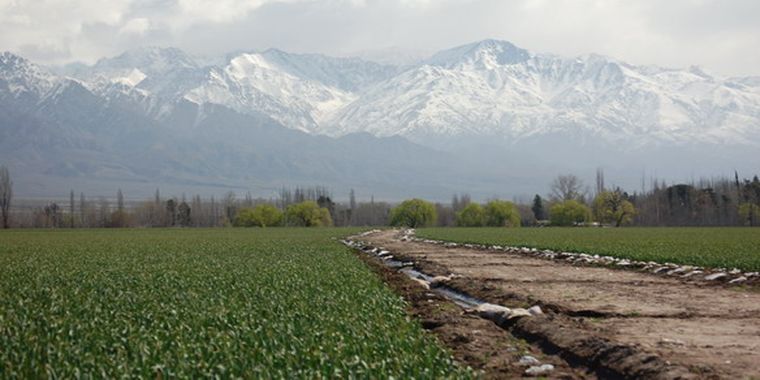 Cultivo de ajo en el Valle de Uco. Foto: Archivo
