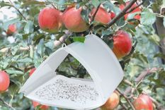 Foto: Portal Frutícola