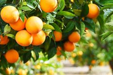 Cómo cultivar naranjos Foto: SHUTTERSTOCK