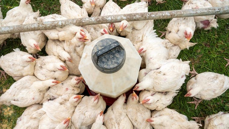 El experto sostiene que la nueva enfermedad podría originarse a causa de la cría intensiva de pollos.