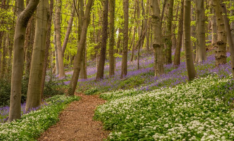 La cabeza de hacha apareció entre las raíces de un árbol caído en un bosque de Inglaterra y luego fue identificada como una pieza de la Edad del Bronce.