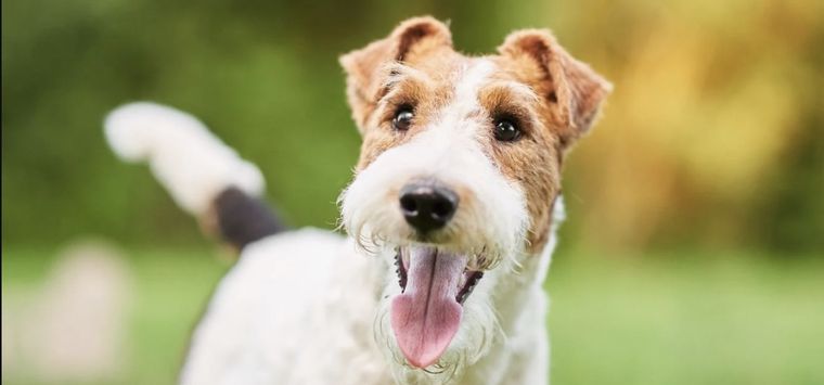 Conoce que quiere decir tu perro con sus movimientos de cola Foto: Shutterstock