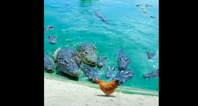Viral: la gallina rodeada de cocodrilos.