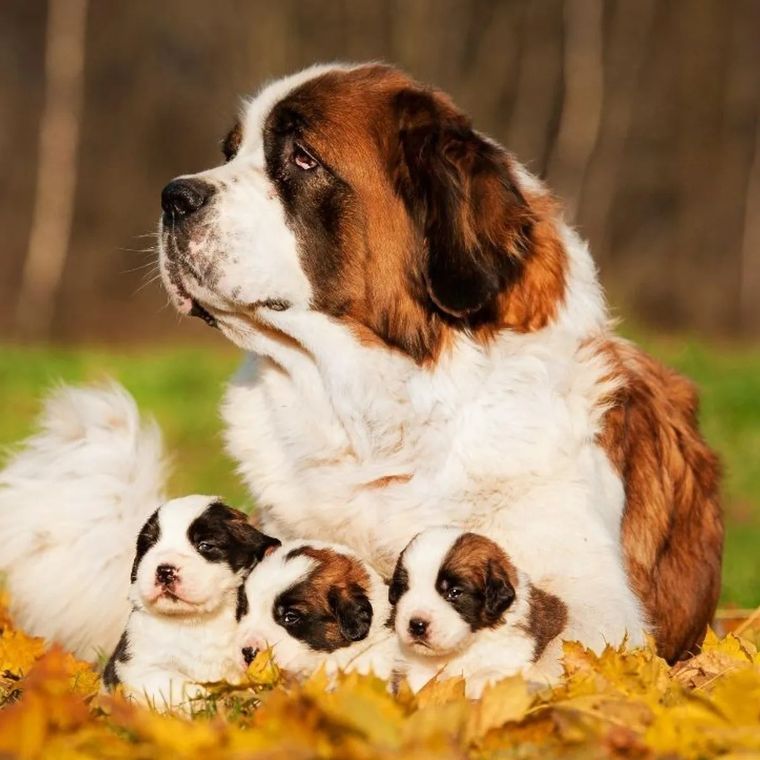 Mascotas adorables Foto: Archivo