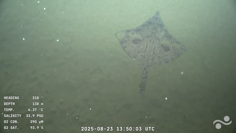 La raya "con carita". La raya "con carita".