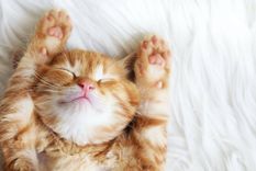 Gatito, comunicación, confianza