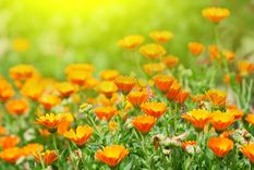 JARDÍN LAS FLORES ANARANJADAS APORTAN BELLEZA AL JARDÍN Foto: SHUTTERSTOCK