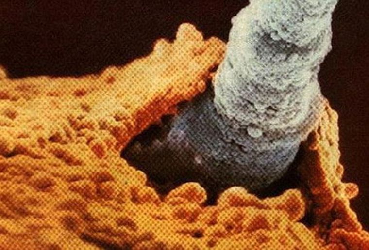 Foto: www.science.com