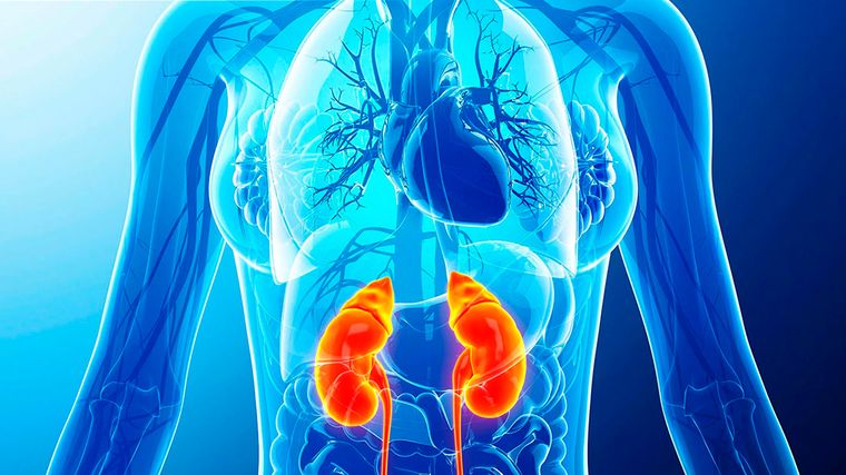 ¿Qué comer para limpiar los riñones?