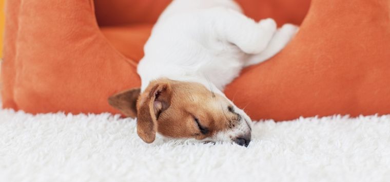 Los perros que disfrutan más dormir que los paseos Foto: Shutterstock