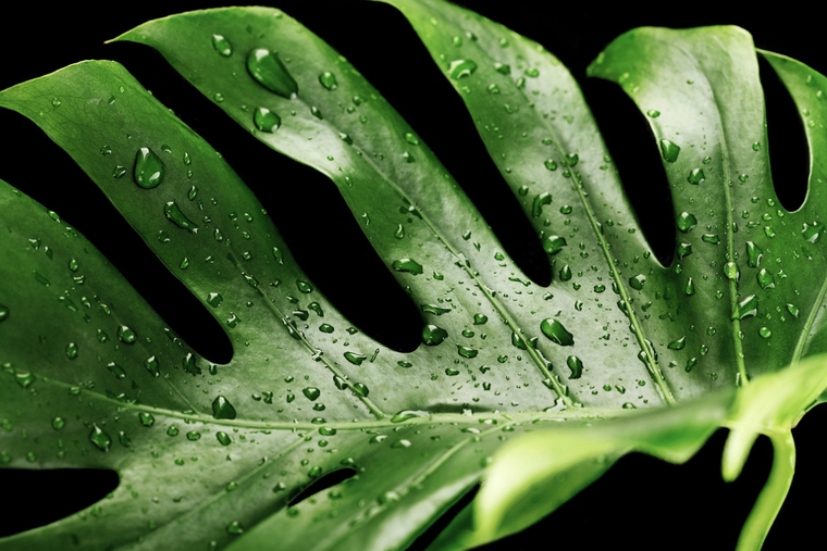 Esta es la mejor guía para hacer que tu Monstera crezca más rápido. Foto: Pixabay - pixabay.com