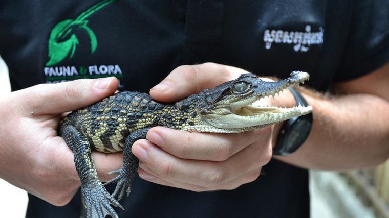 Ejemplar de cocodrilo siamés, en peligro de extinción. Foto: VietnamPlus.