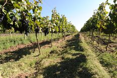 El Gobierno de Mendoza anunció que el Banco Nación estableció una flamente línea alternativa de financiamiento para cosecha y acarreo. Los detalles. El Gobierno de Mendoza anunció que el Banco Nación estableció una flamente línea alternativa de financiamiento para cosecha y acarreo. Los detalles.