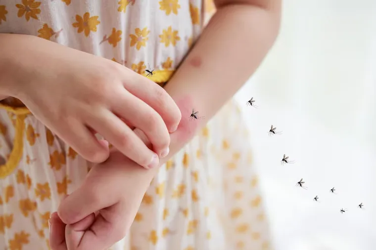 Cada 26 de agosto se conmemora el Día Internacional contra el Dengue. Cada 26 de agosto se conmemora el Día Internacional contra el Dengue.