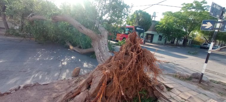 Árboles caídos en todos lados: las postales de Mendoza tras el Zonda Foto: Pablo Icardi