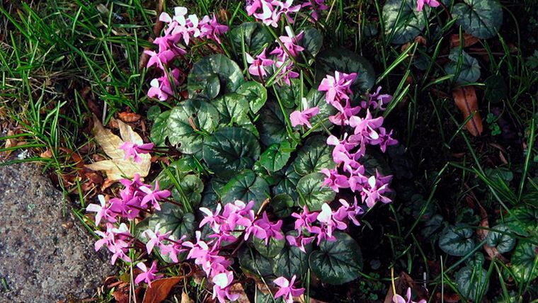 Tener un jardín sombreado no significa que no se puedan tener plantas brillantes en otoño.