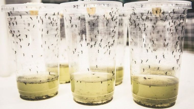Para el experimento se infectaron cinco millones de huevos de mosquitos con la bacteria wolbachia. Foto: WORLD MOSQUITO PROGRAMME