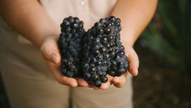 Pinot Noir, una cepa maravillosa. Gentileza. Pinot Noir, una cepa maravillosa. Gentileza.
