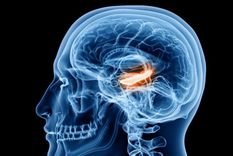 Las células de tiempo se ubican en el hipocampo. Foto: GETTY IMAGES