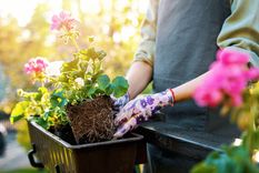 planta Pueden recuperar su vigor natural. Foto: Fuente: Shutterstock