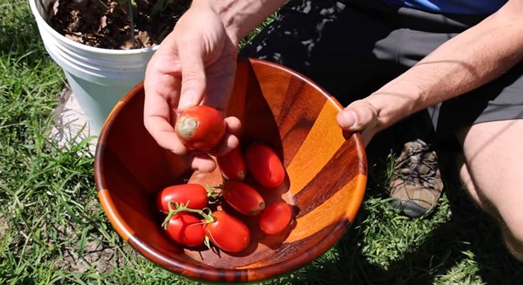 Tomate de McDonald's. Tomate de McDonald's.