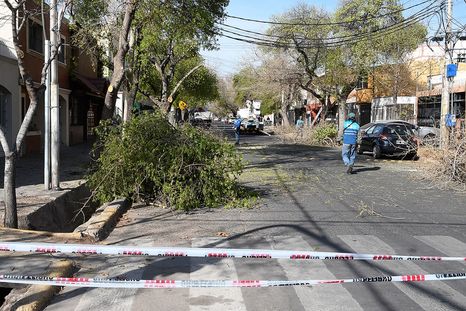 La poda que mata en nombre del cuidado