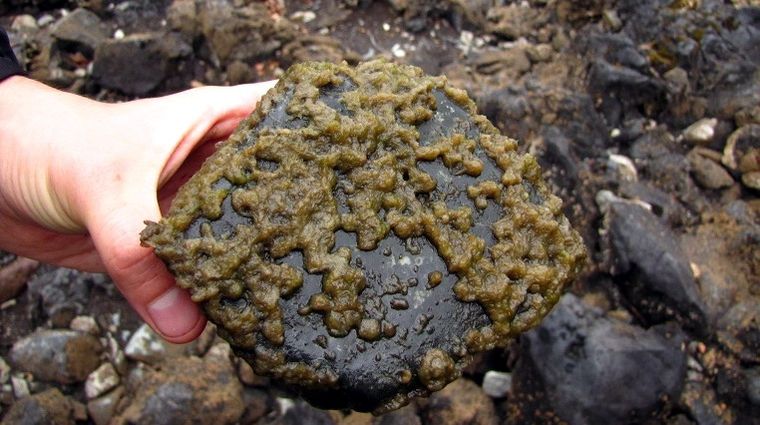 Alga Dydimo o moco de roca.