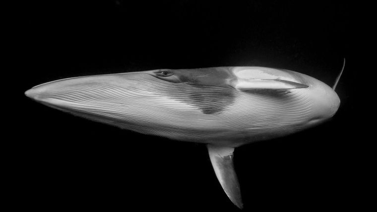 El emocionante momento en el que una ballena y yo nos miramos a los ojos El emocionante momento en el que una ballena y yo nos miramos a los ojos