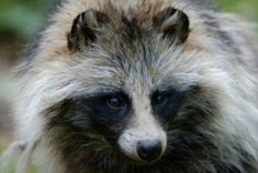 el tierno animal que suecia quiere eliminar