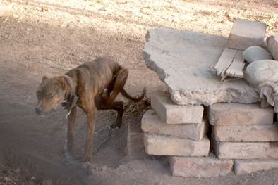 MDZol | Para la RAM, el largo de la cadena indica el cautiverio, además de la delgadez del perro.