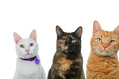 Qué significan las diferentes variedades de gato. Foto: Shutterstock