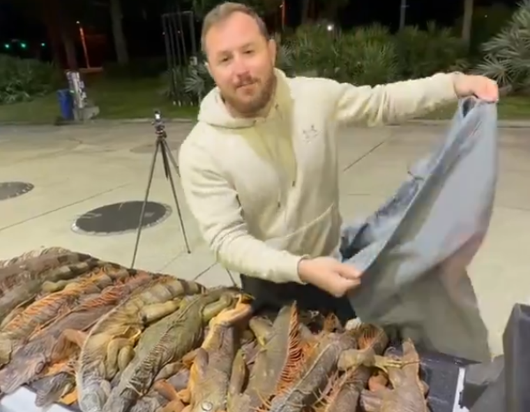 La ola polar que atravesó Florida, provocó que las iguanas se congelen.