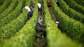 La renovación de la agricultura llega de la mano con la inteligencia artificial para mejorar la producción de alimentos.